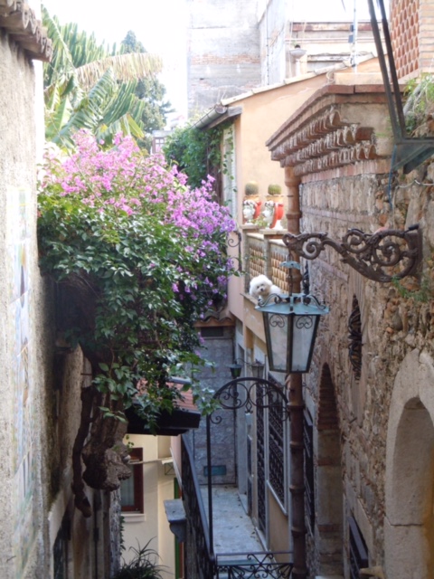 spilling bougainvillea