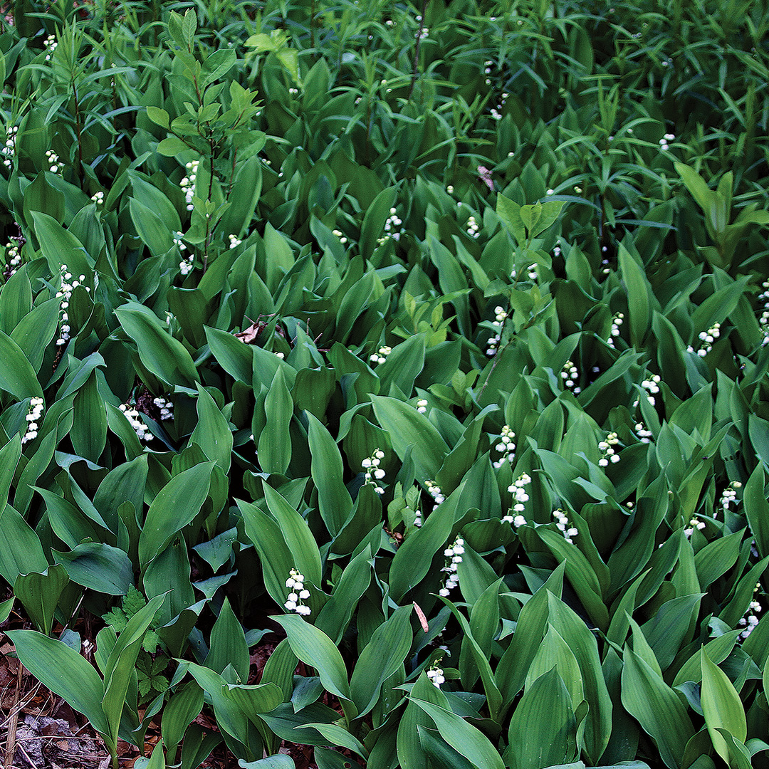 Lily of the valley, Fragrant Flowers, Shade-Loving Plant