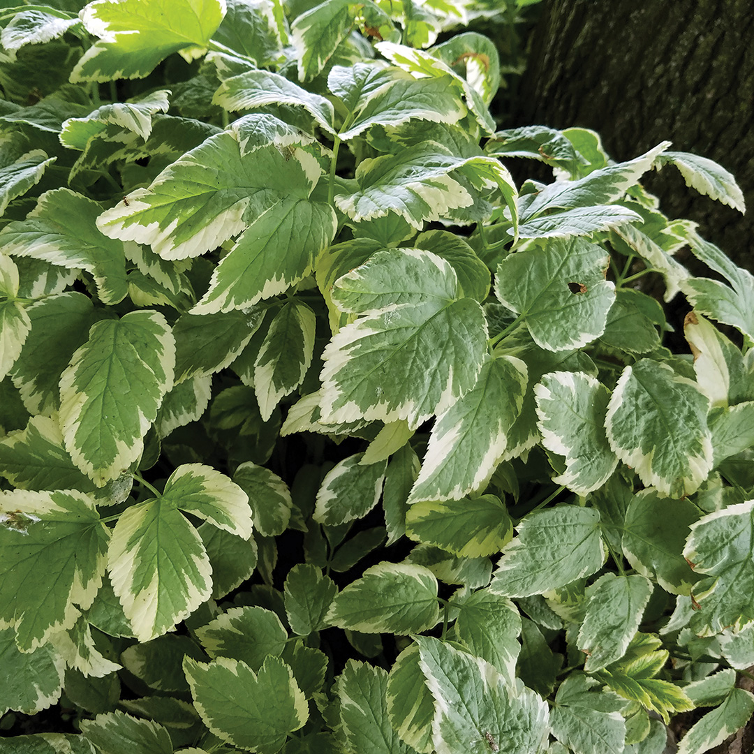 ground cover plants