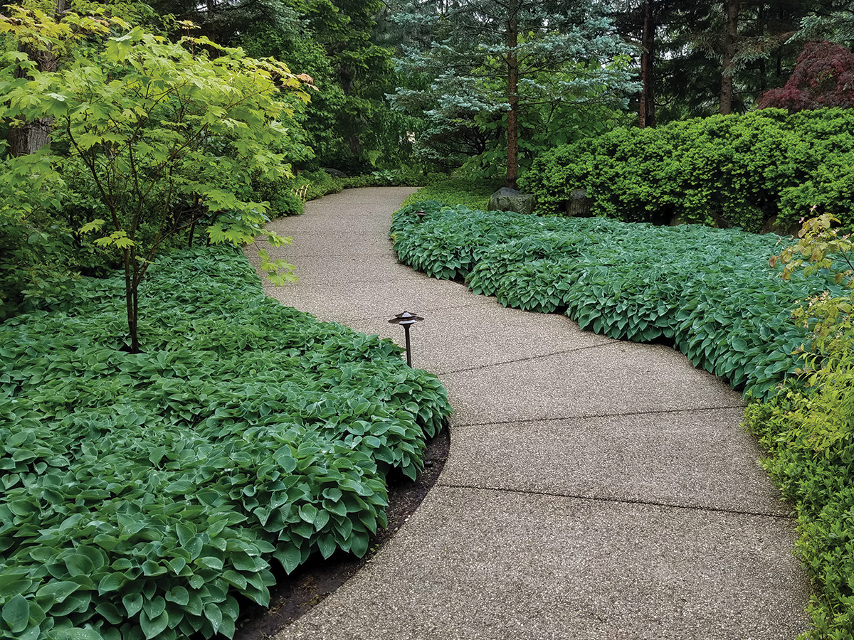 27 Better Ground Covers for Shade to Replace Problematic Plants -  FineGardening