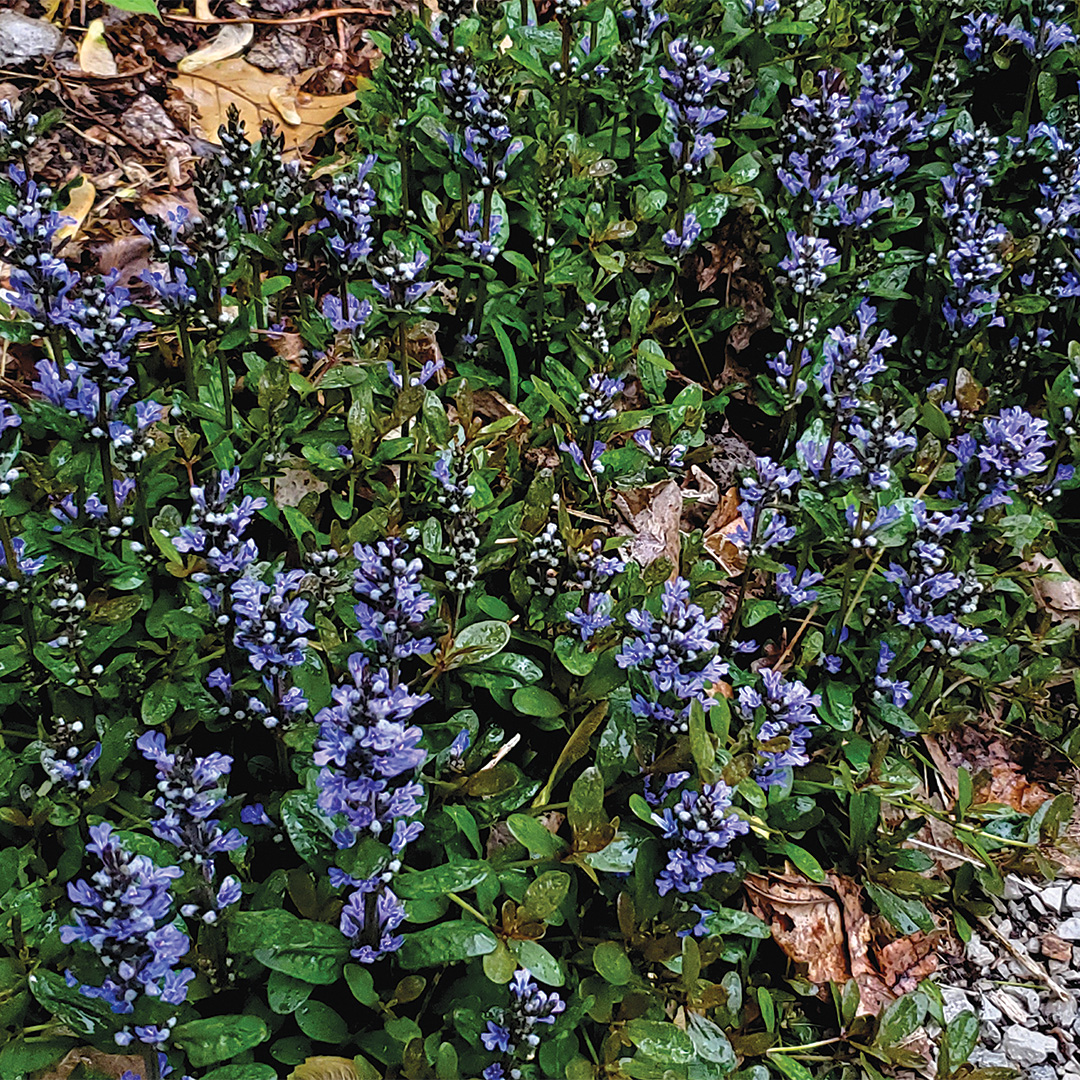 27 Better Ground Covers for Shade to Replace Problematic Plants -  FineGardening