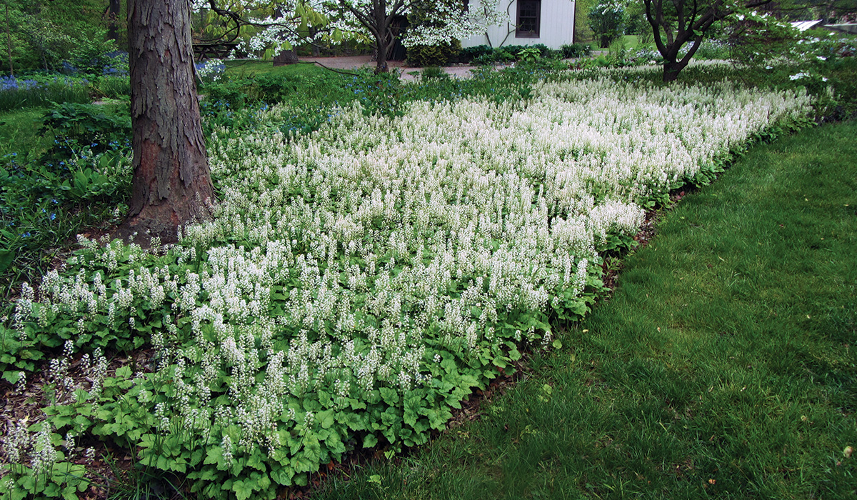 27 Better Ground Covers for Shade to Replace Problematic Plants -  FineGardening