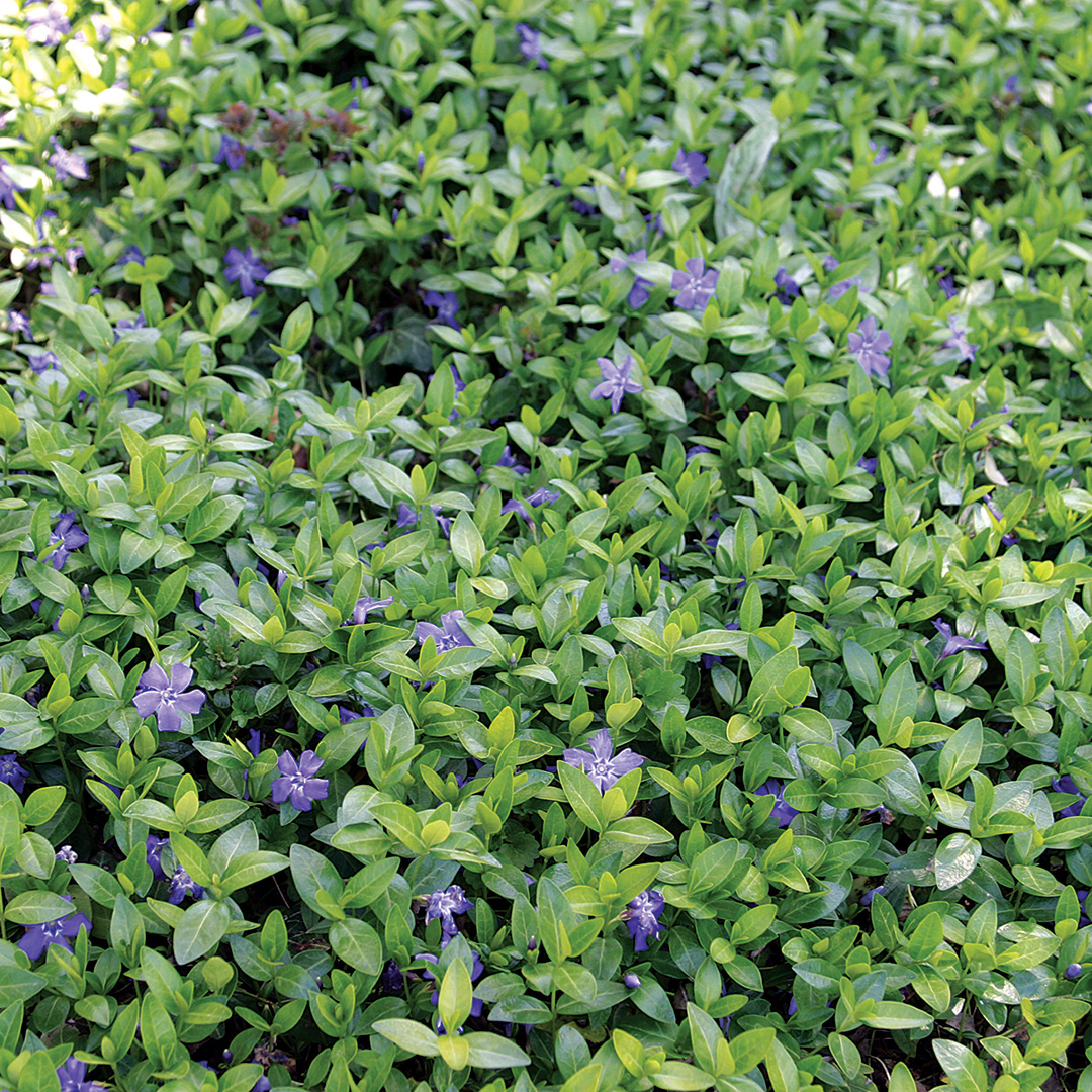 ground cover plants