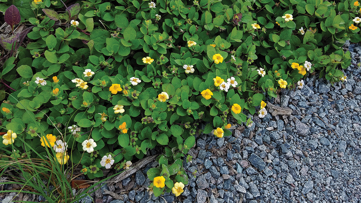 27 Better Ground Covers for Shade to Replace Problematic Plants -  FineGardening