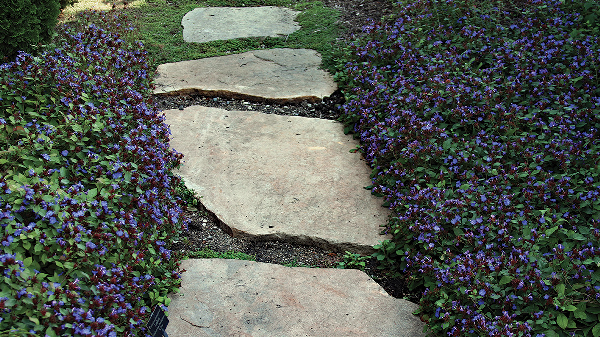 27 Better Ground Covers for Shade to Replace Problematic Plants -  FineGardening