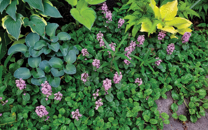 how to site ground cover