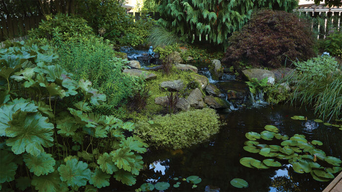 garden pond in a backyard