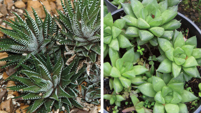 The Best Succulents to Grow Inside