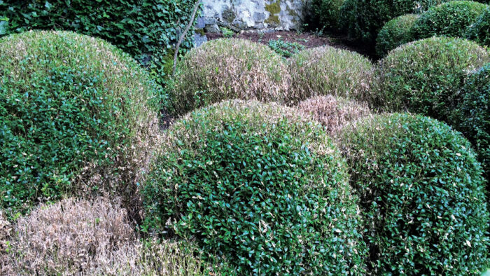 boxwoods with boxwood blight