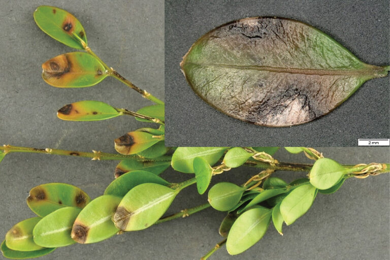 3 Tell-Tale Signs of Boxwood Blight - Fine Gardening