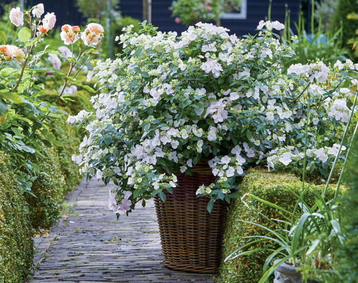 new hydrangea