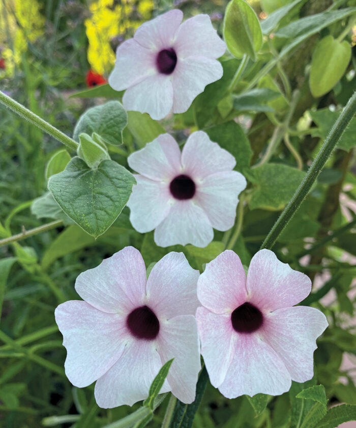 white black eyed susan vine