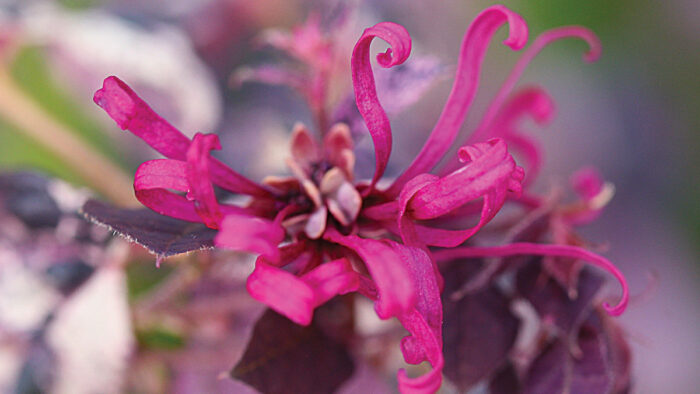 Chinese Fringe Flower