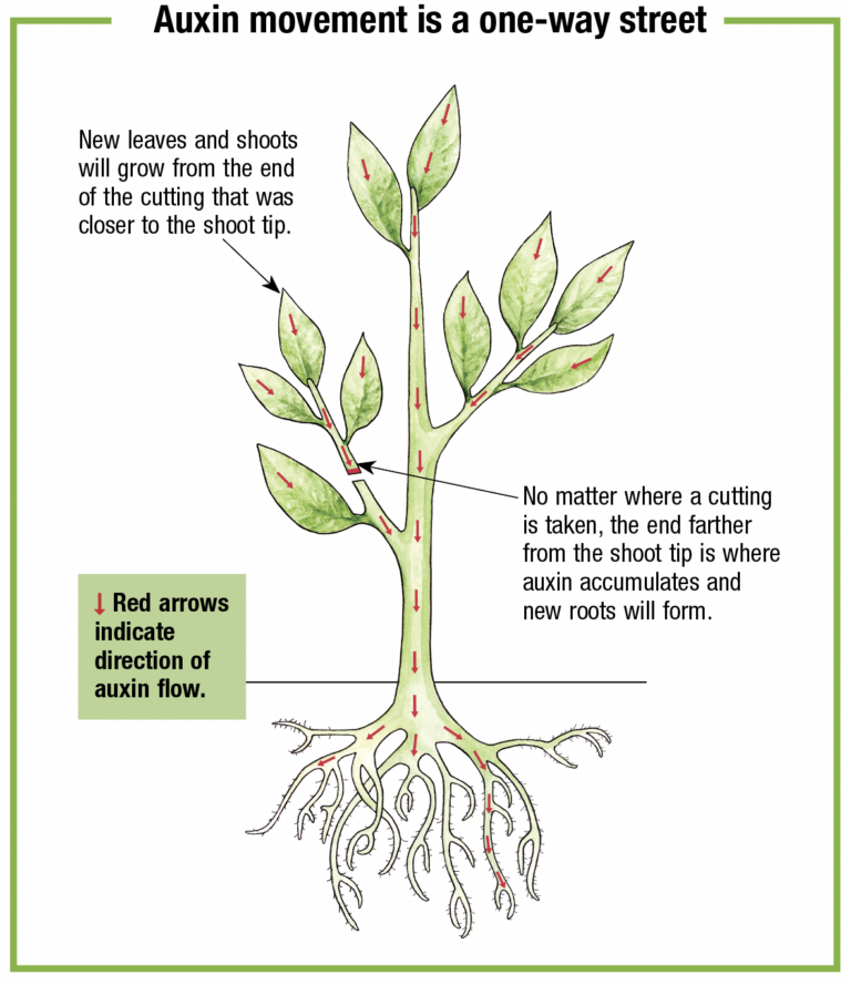 How To Propagate Plants From Cuttings - Fine Gardening