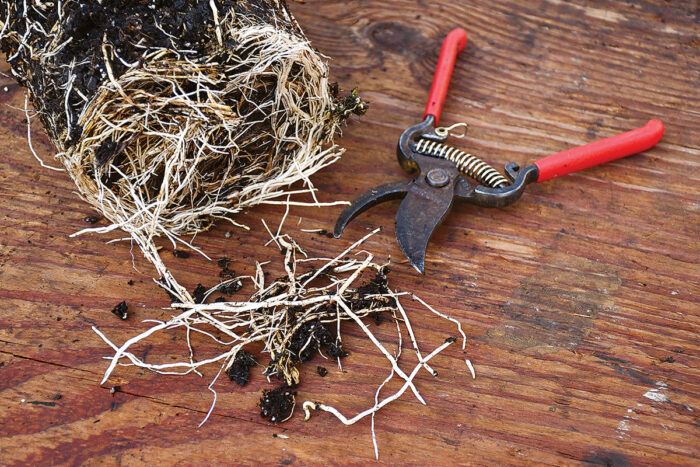 Root cuttings