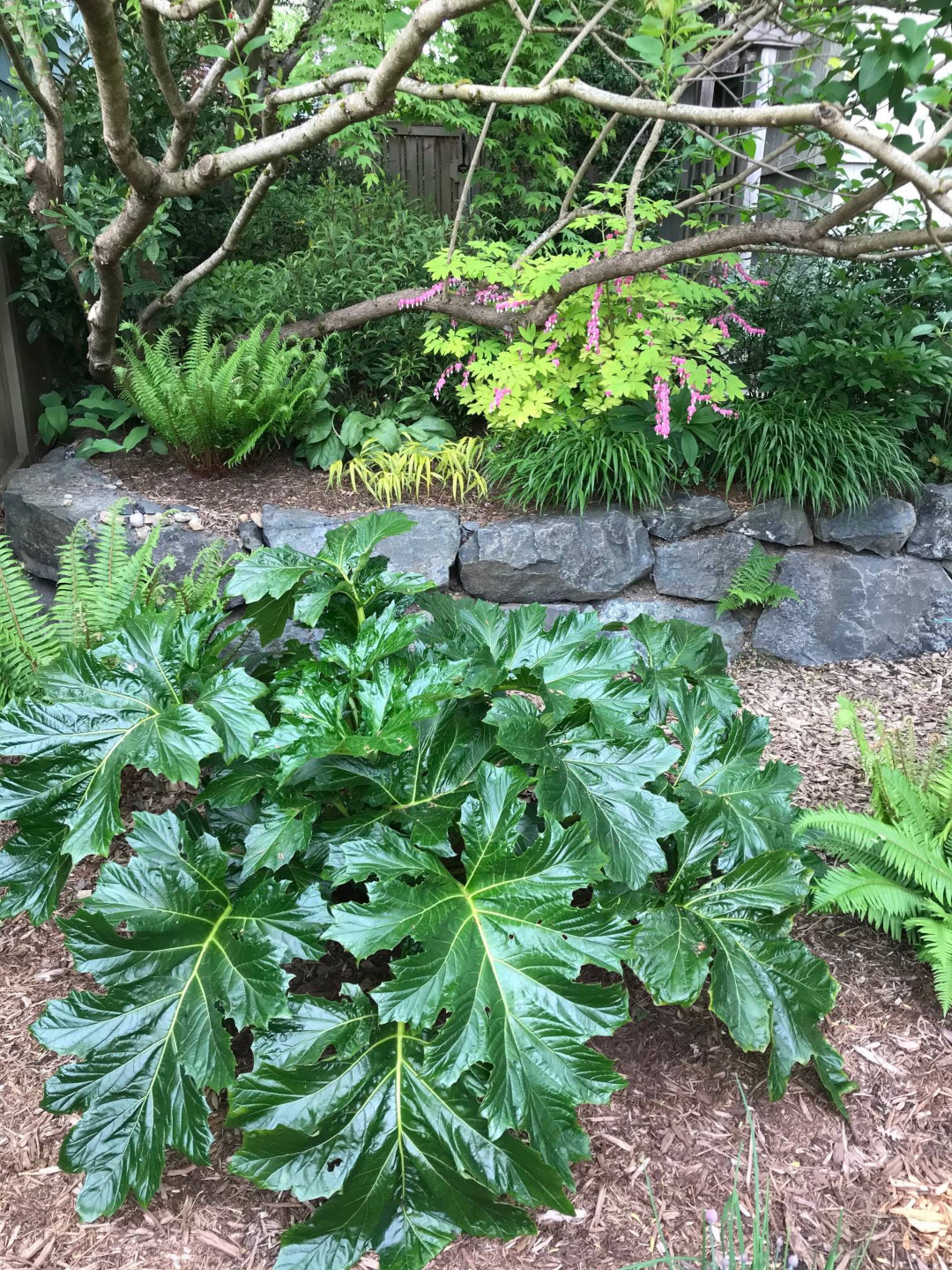 This is the transition area between the shade garden and the lower back garden.