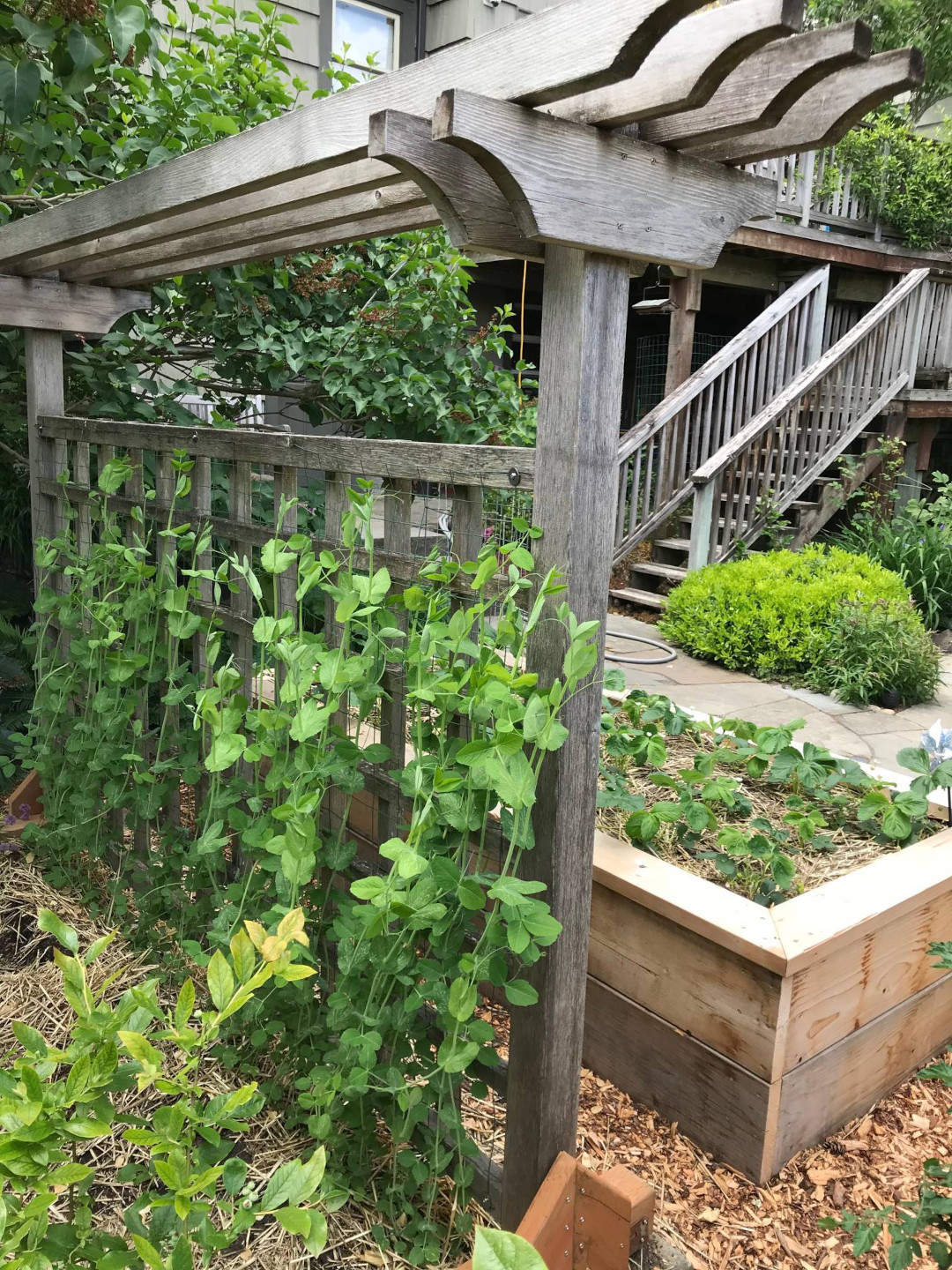 raised bed for the strawberries