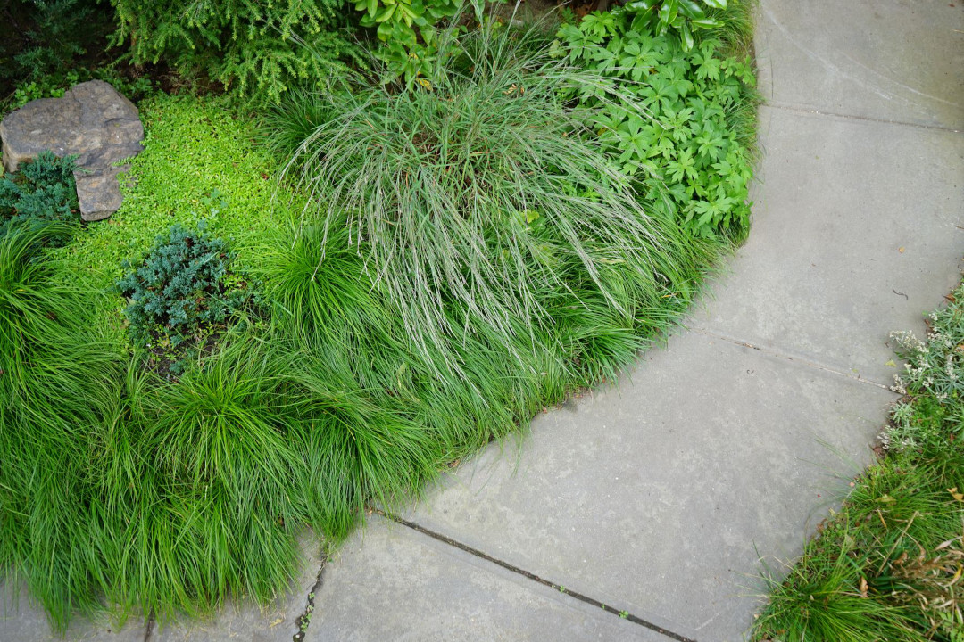 A selection of low-growing native plants