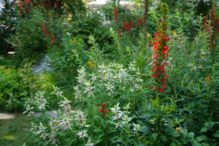 Pink bracts of Monarda punctata and the red spires of cardinal flower (Lobelia cardinalis)