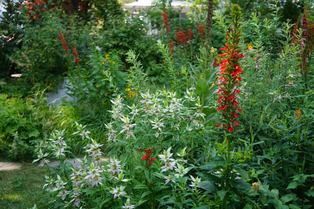 Pink bracts of Monarda punctat and the red spires of cardinal flower