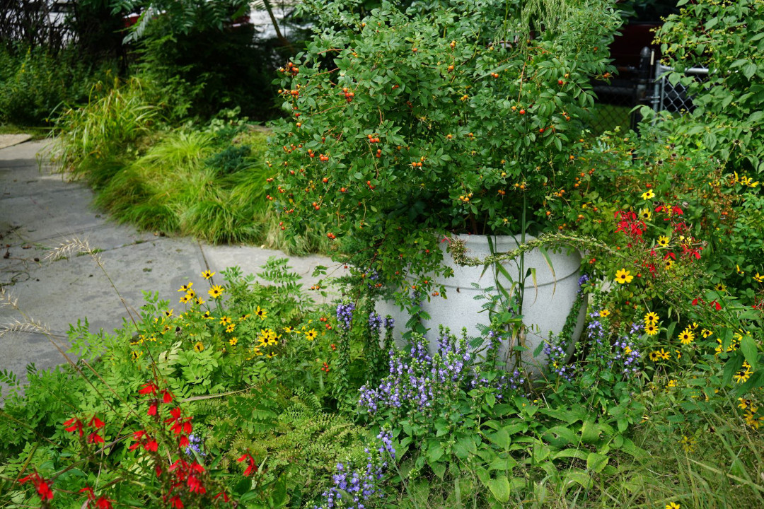 rose bush in a container