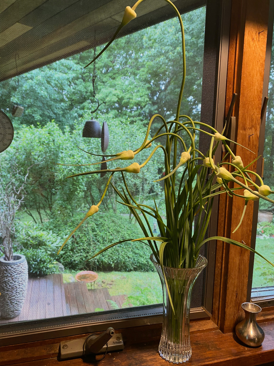 Cut garlic scapes