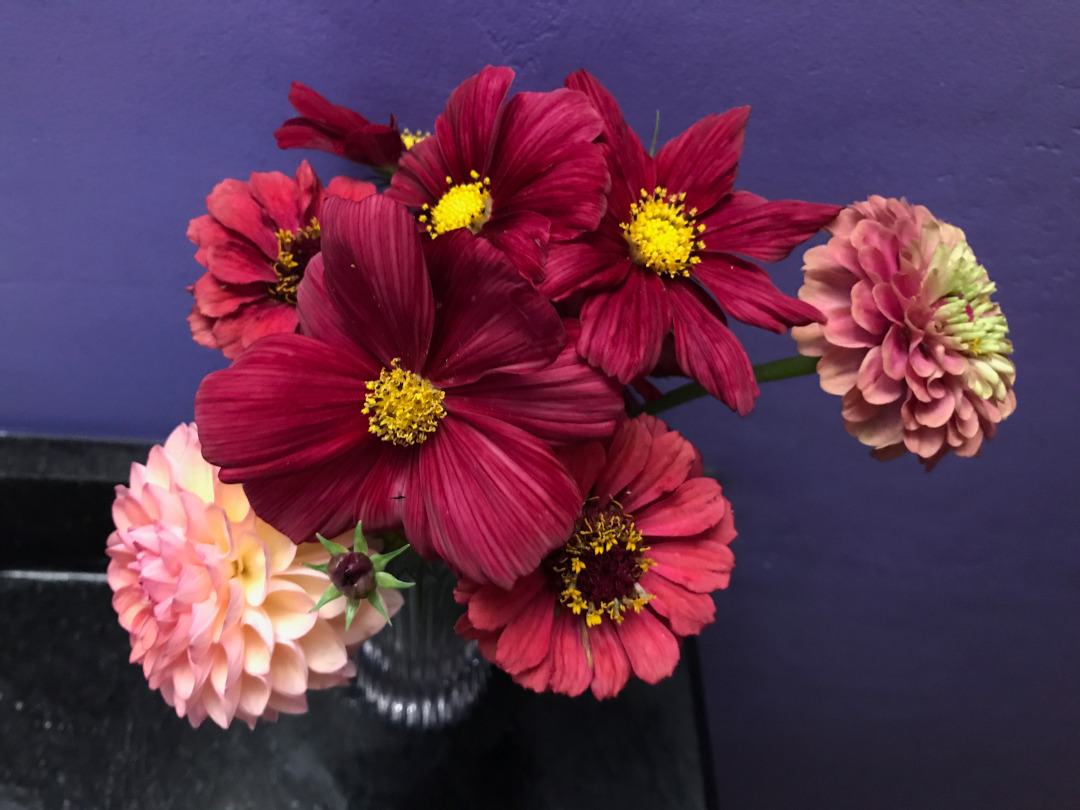 Rubenza cosmos paired with zinnias and dahlias