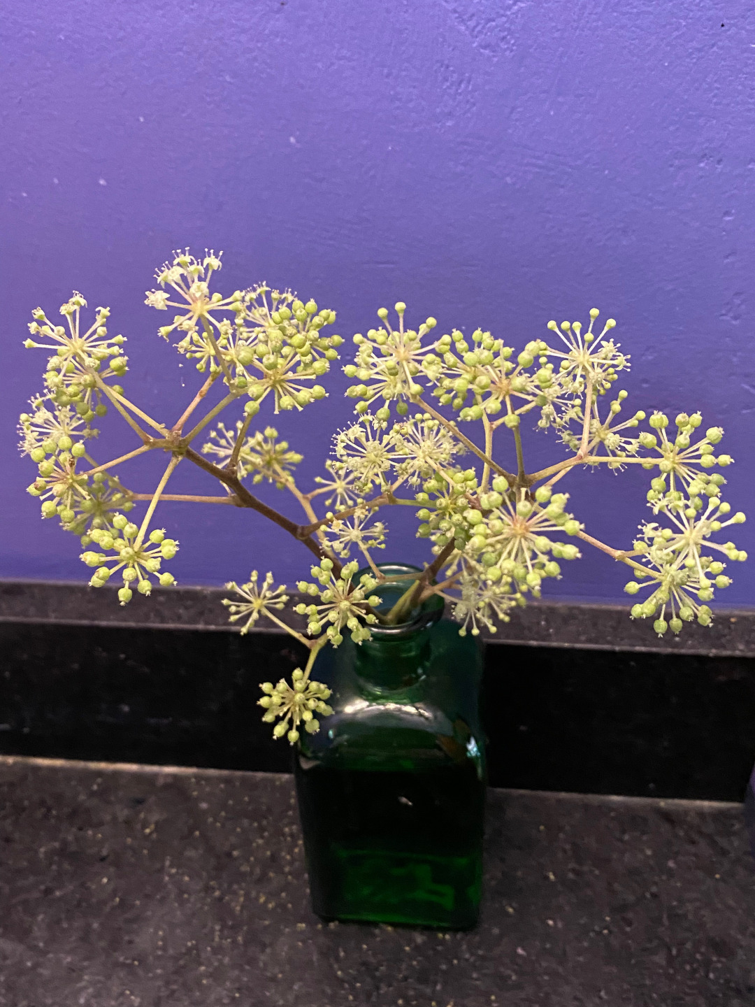 Aralia ‘Sun King’