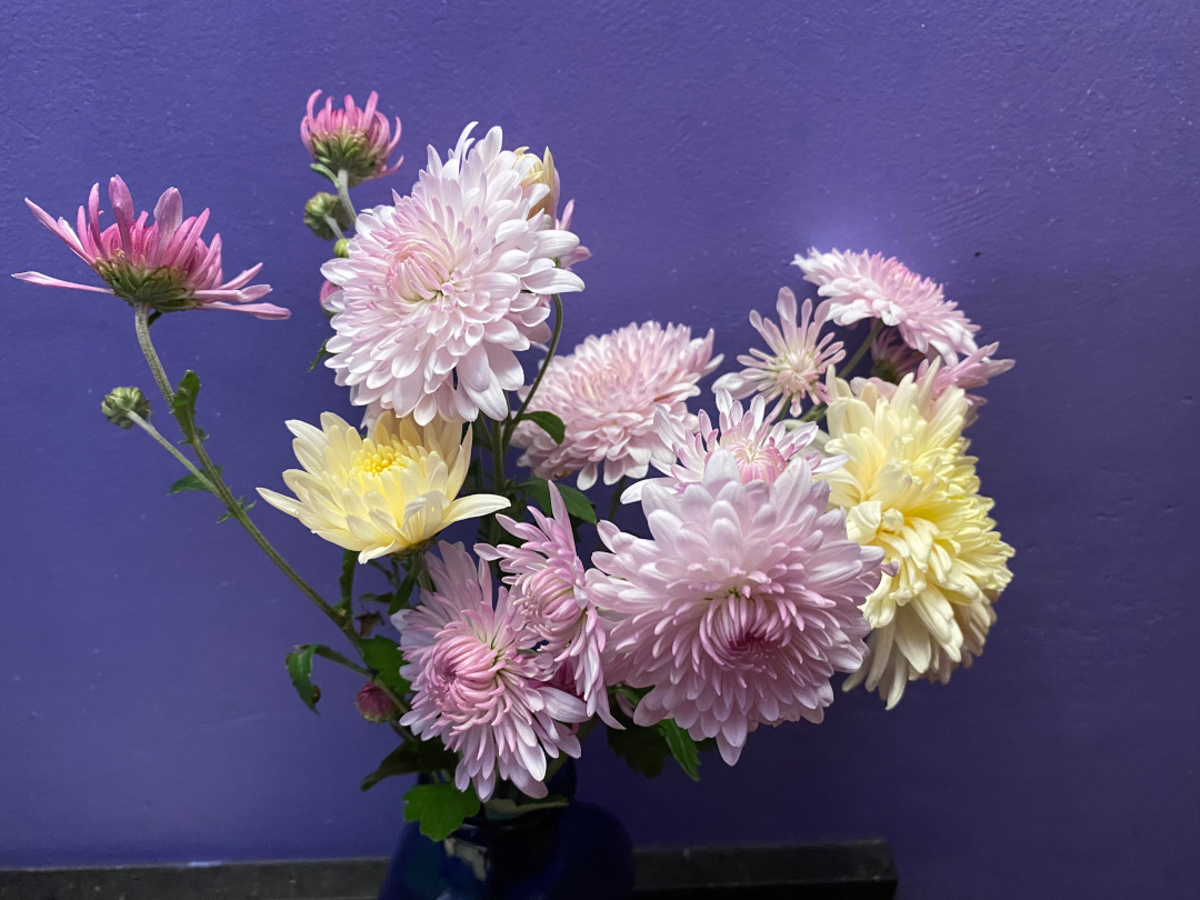 mums (Chrysanthemum hybrids, hardiness varies by cultivar) in a vase