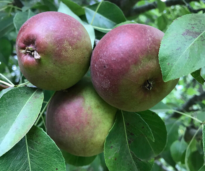 Tips for Choosing and Planting a Bareroot Fruit Tree in Northern