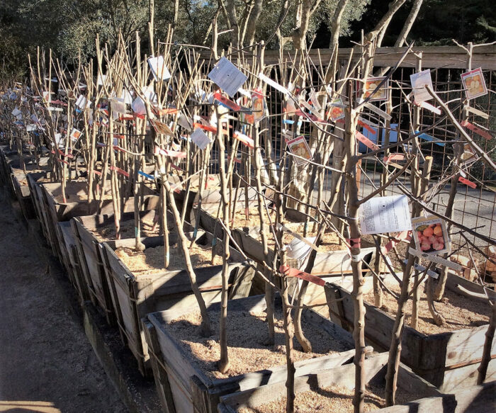 bareroot fruit trees at a nursery