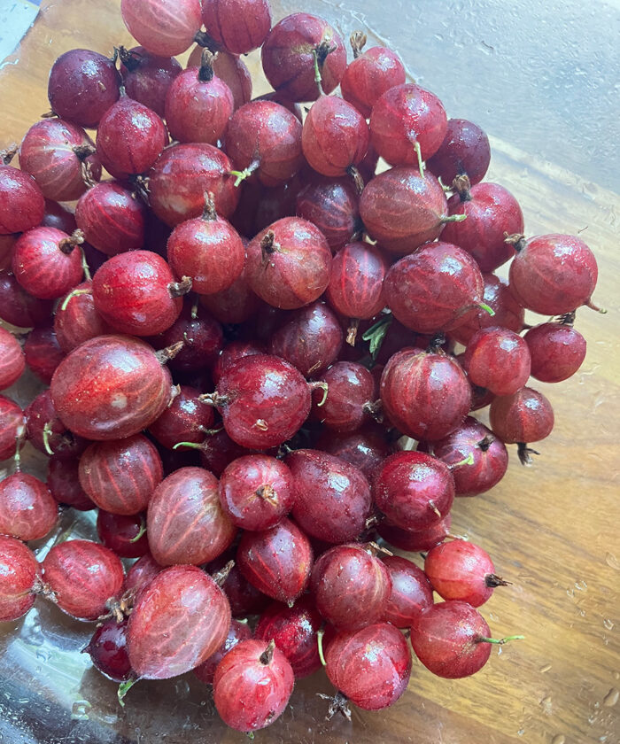 red gooseberries