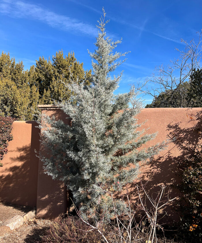 Alternatives to Blue Spruce for the Southwest - FineGardening