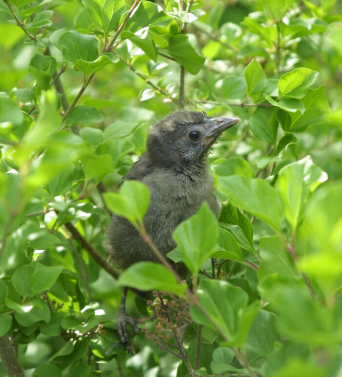 bird in a shrub