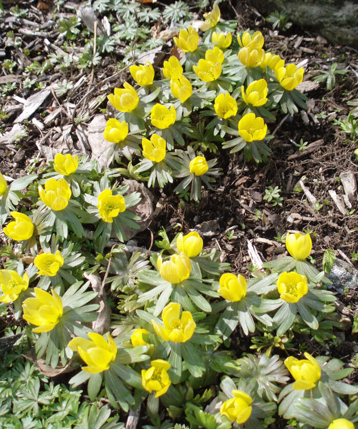 bulb that blooms in late winter