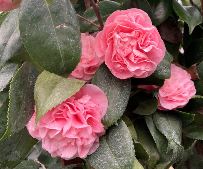 Camellias for winter