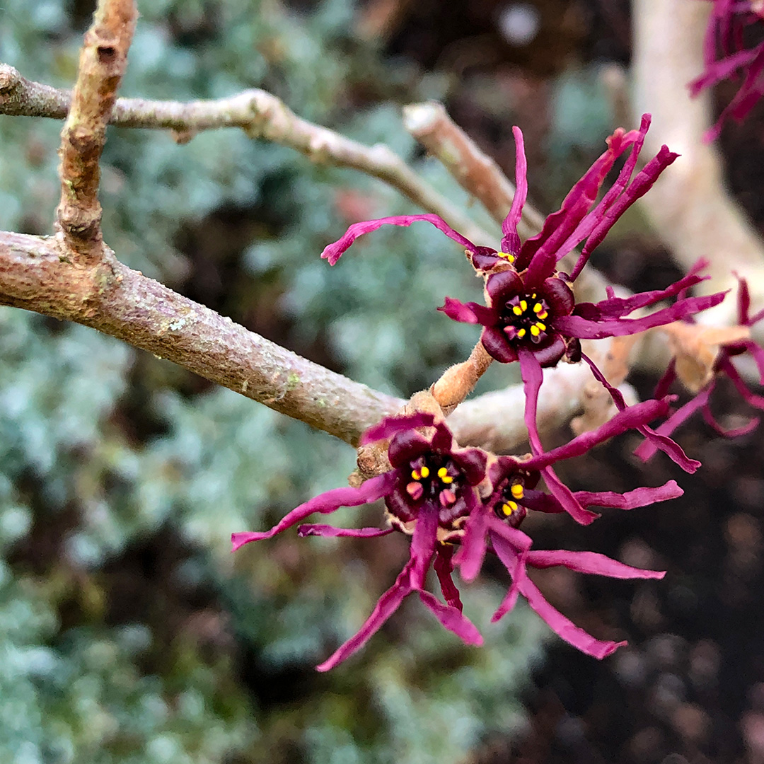 Hamamelis - FineGardening