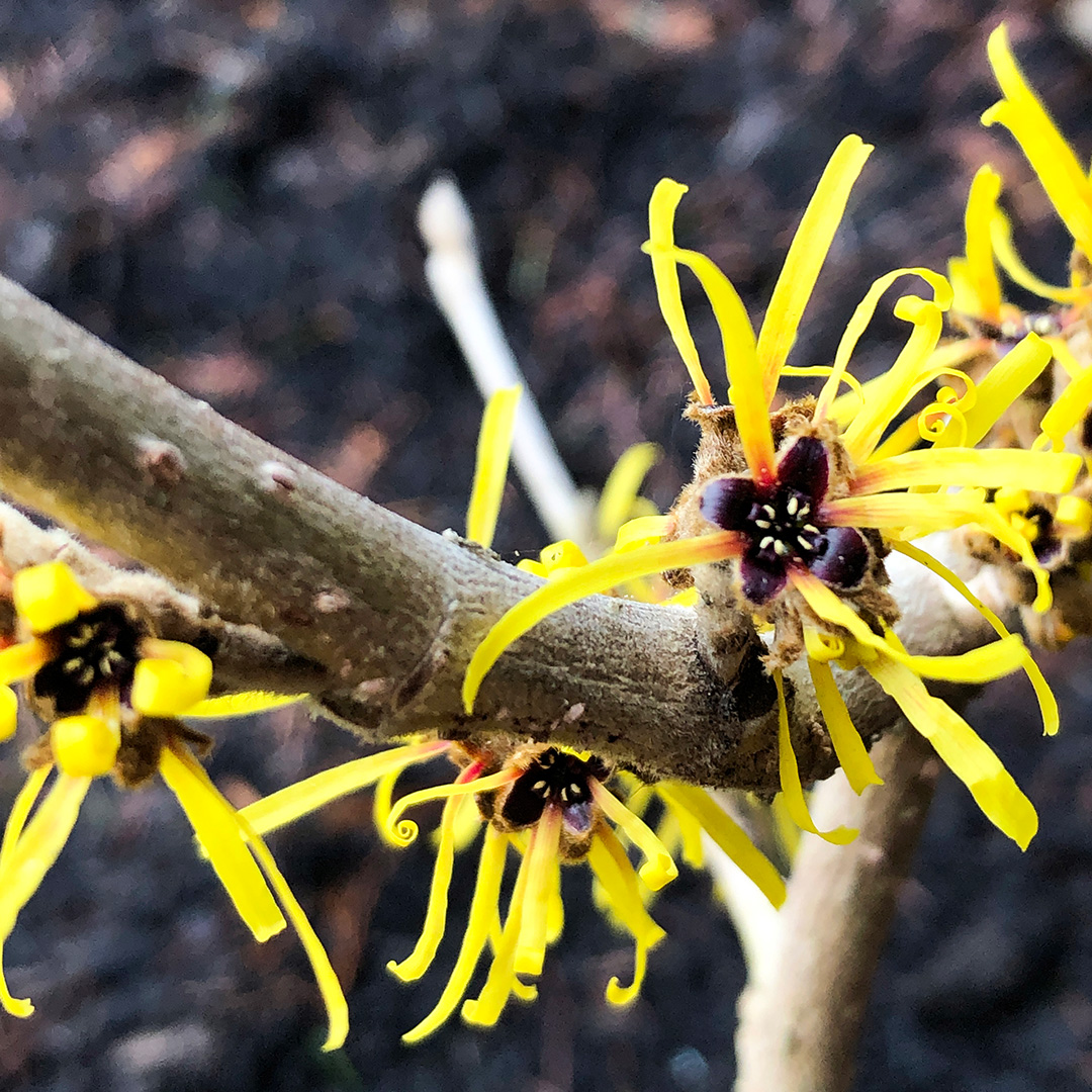 Pacific Horticulture  Witch Hazel: Queen of Winter