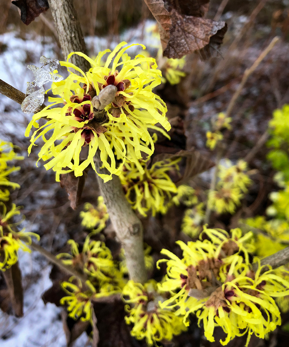 Hamamelis - FineGardening