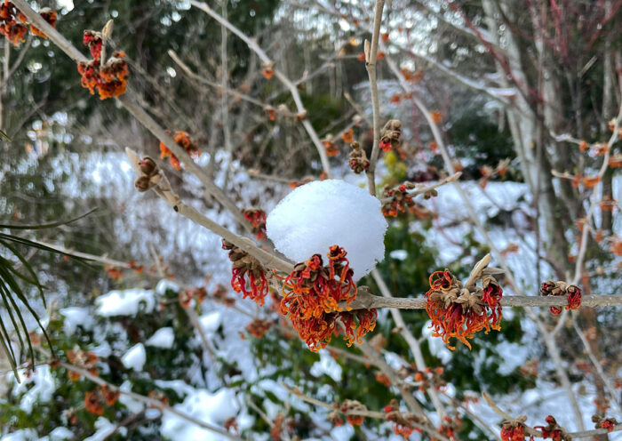 Witch hazels