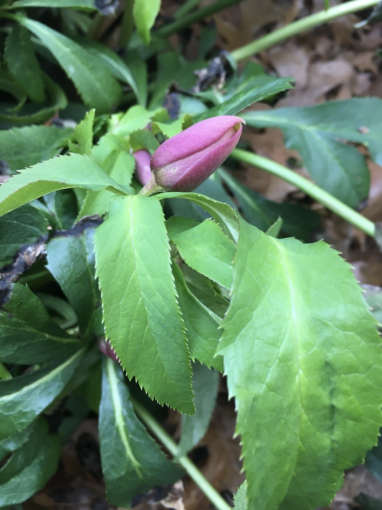 pink hellebore