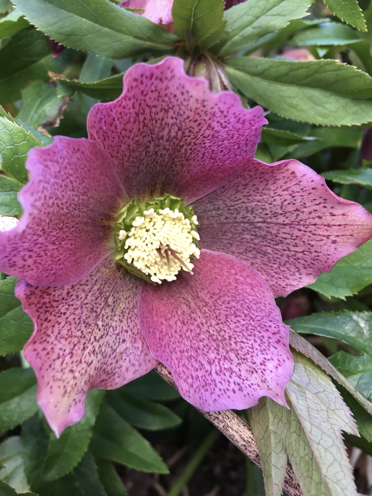 pink Hellebore in full bloom