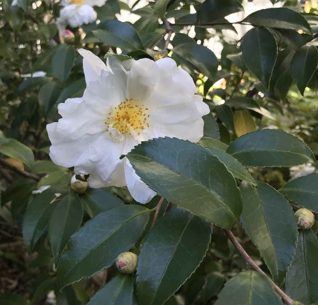 winter-blooming camellia