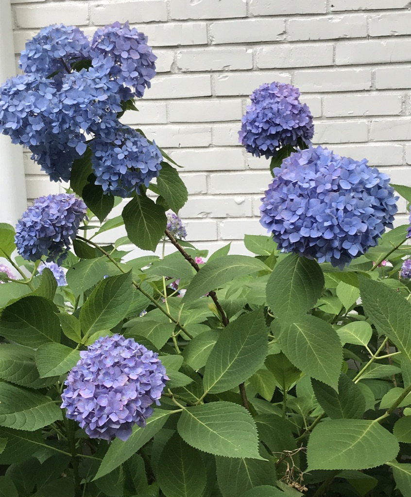 Mop head hydrangeas