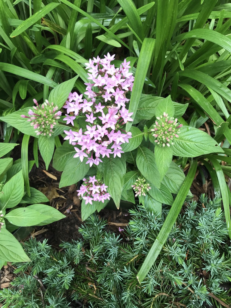 textures in the garden