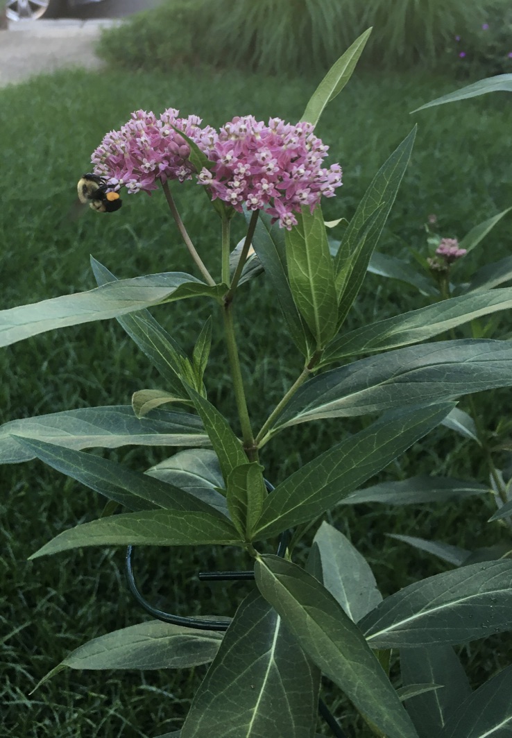 Summer-blooming butterfly weed