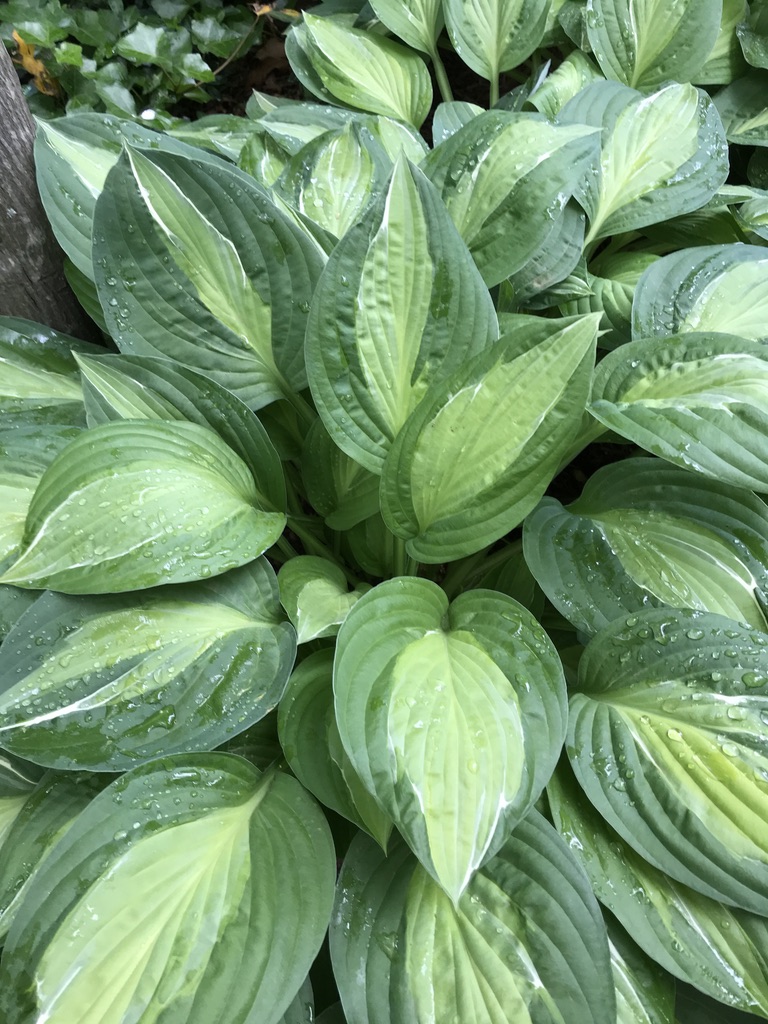 Striptease hosta