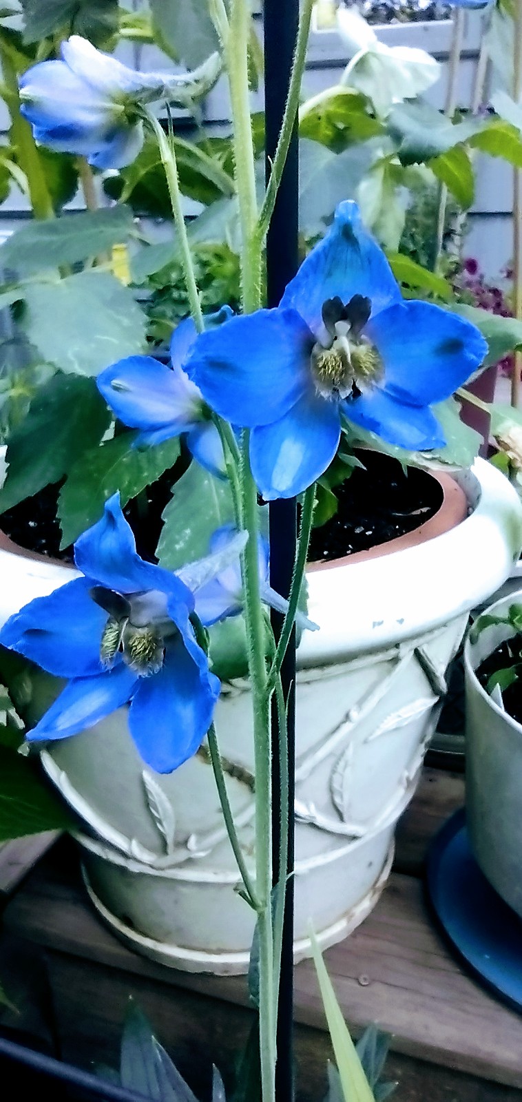 blue delphinium