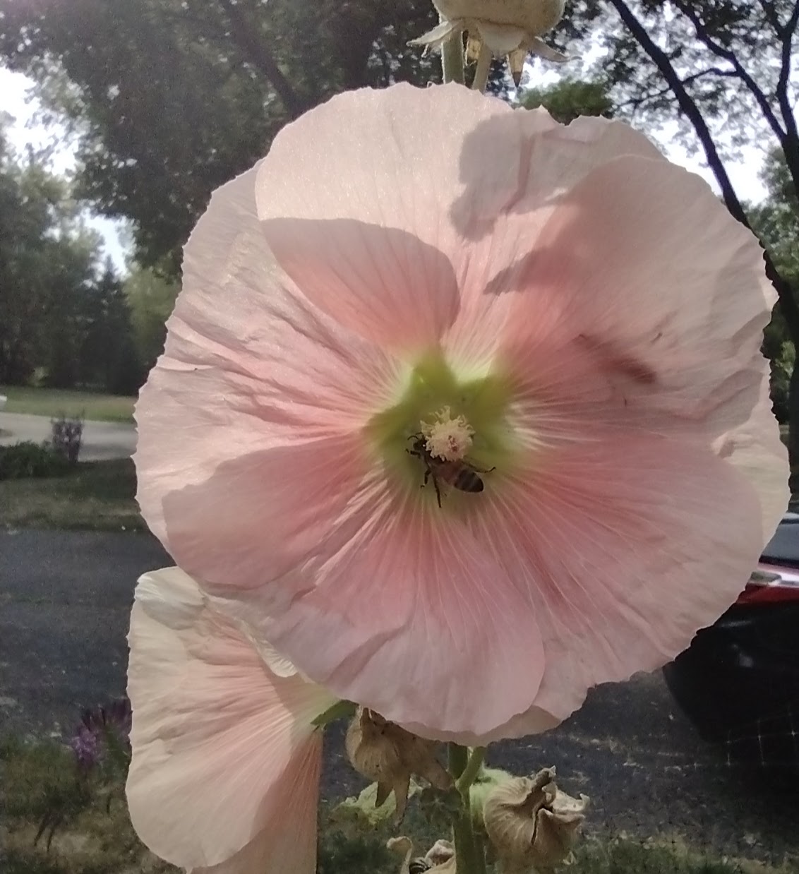 Soft pink hollyhock