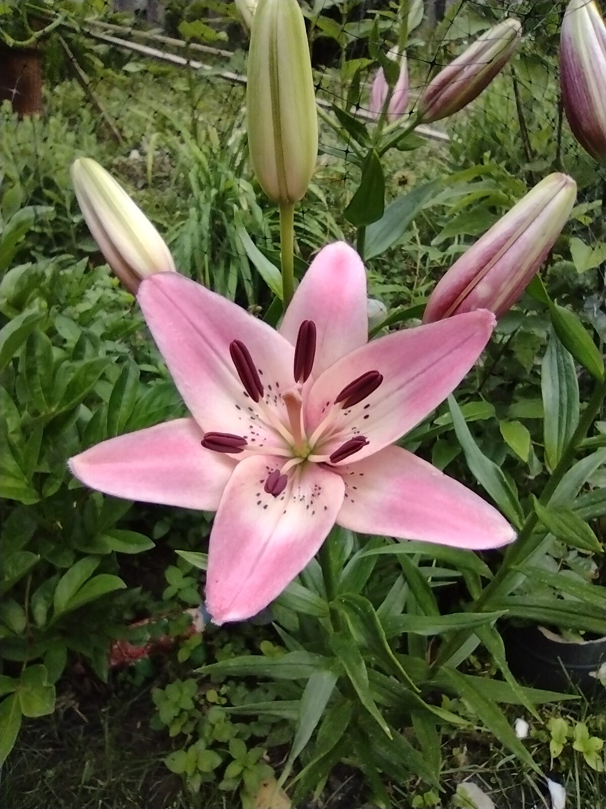 Lily ‘Rosella’s Dream’ opening up